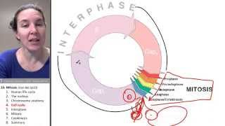 Mitosis 4 Cell cycle [upl. by Gotthard]