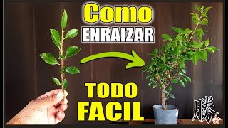 COMO REPRODUCIR PLANTAS  HOY FICUS  ESQUEJES TIGER BARK 🔴 BONSAI ✔SUPER FÁCIL [upl. by Kip]