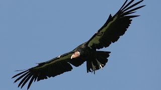 California condors [upl. by Llennehc]