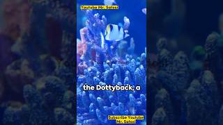 Dottyback Fish A Quick Dive [upl. by Ellehcyt7]