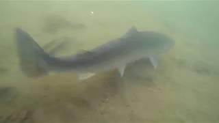 Columbia River Sockeye Fishing [upl. by Cristabel]