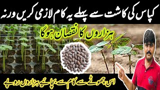 How to improve cotton seed germination Germination test seed treatment and nursery gap filling [upl. by Aneej]