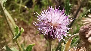 Μπαμπακιά ή Κίρσιο το αρουραίο Cirsium arvense στην Αρχαία Αγορά της Θάσου [upl. by Selrhc]