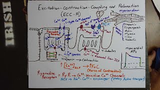 Excitation Contraction Coupling and Relaxation ECCR [upl. by Aislehc99]