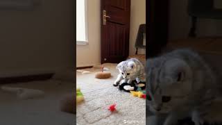 Cat  Play Time 10 cat love kitten chat cute play animals kitty hug viralvideo play time [upl. by Pickar]