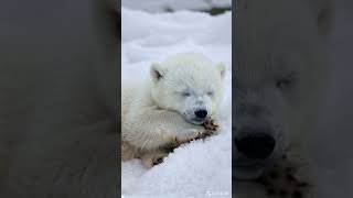 Cute polar bear baby sleeping in snow fall animals anime polarbear shorts short youtubeshorts [upl. by Zinah]