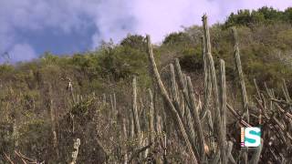 GeoAmbiente  Bosque Seco de Guánica Bajo fuego 13 [upl. by Tirrell]