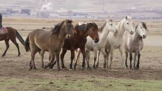 1 HOUR of HAPPY HORSES to Make Your Day Bettershortshortsvideoviral horseing horsebehavior [upl. by Polash648]