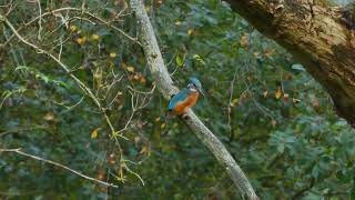 EISVOGEL KINGFISHER an den Netteseen der Seenstadt 41334 Nettetal [upl. by Eshelman540]