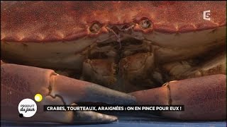 Crabes tourteaux araignées  on en pince pour eux [upl. by Llertak978]