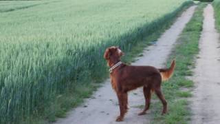 Irish Setter Running Through Hay [upl. by Lib]