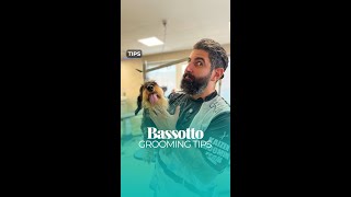 Grooming Tips la testa del Bassotto a pelo duro [upl. by Atinob]