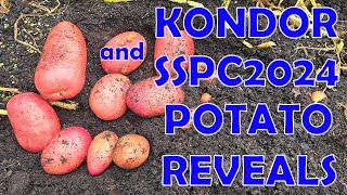 Kondor and SSPC2024 Potato Reveals  plus the Gremlins Cooking [upl. by Gualtiero]