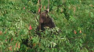 The Marsican Brown bear [upl. by Ellivro]