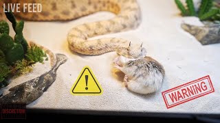 Venomous Snakes Euthanising Prey  WARNING LIVE FEED [upl. by Uzial]