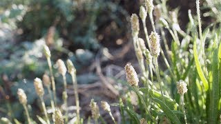 Plantago ovata with music from Coachella Valley Preserve [upl. by Cloots295]