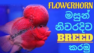 How to breed FLOWERHORN FISH pair A to Z  ෆ්ලවර්හෝන් මසුන් නිවරදිව බෝ කරමුA to Z [upl. by Hamrnand]