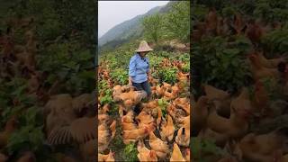 Chinas Unique Poultry Farming [upl. by Ahsimal]