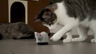 Petlinks® Roaming Runner™ electronic cat toy [upl. by Arodaeht]