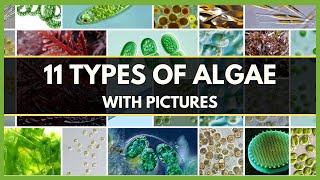 11 TYPES OF ALGAE WITH PICTURES  DIFFERENT TYPES OF ALGAE  CLASSIFICATION OF ALGAE [upl. by Corabel]