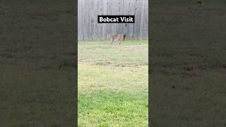 Bobcat In Backyard bobcatwildlifewildanimalstexaswildlife [upl. by Upton220]