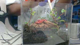 This terrarium has the worlds smallest lobster [upl. by Ahsya]