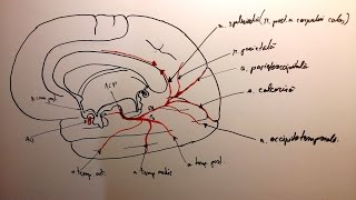 Artera cerebrală posterioară [upl. by Idoj]