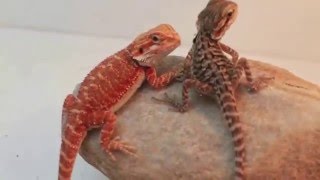 My Dwarf Bearded Dragon quotDwarfy The World Smallest Beardiequot [upl. by Nnylsia561]