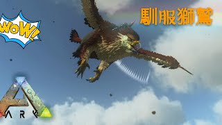 方舟生存進化ark手機版39 馴服獅鷲 [upl. by Ytsirk]