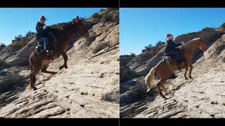 Horse Vs Mule Who Is More Sure Footed [upl. by Ahsatam]