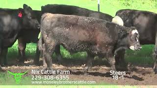 NIX CATTLE FARM Georgia Summer Safe Sale 81324 [upl. by Laryssa]