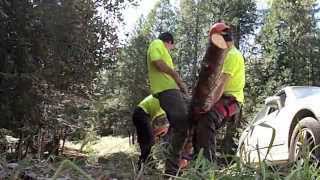 Honda Portable Winch Helps Takedown Trees [upl. by Mcgruter]