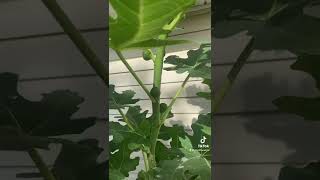 How To Properly Root Figs Cuttings In Water [upl. by Nosneb]