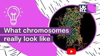 What chromosomes really look like  An accurate depiction of ChromosomeStructure [upl. by Filberto]