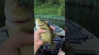 Big Gasconade River Goggle Eye fishing riverfishing kayakfishing 🎣 [upl. by Anala]