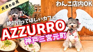 【犬と行けるカフェ  Azzurro】神戸元町で店内犬OKのチーズとスパークリングワイン飲み放題の店 に行ってみた🐶🧀【ランチ・グルメ】 [upl. by Fowle]