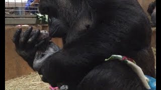 🦍 Mamá gorila acuna y besa a su bebé recién nacido 💞 [upl. by Meerek]