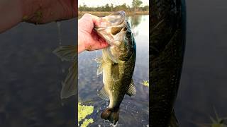 December bass bite fishing freshwater topwater bassfishing outdoors fish short bream boat [upl. by Ardie]