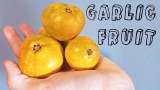 Garlic Fruit Garcinia spicata  Weird Fruit Explorer Ep 230 [upl. by Amoritta38]