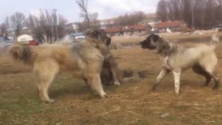 Kangal vs 2 Caucasian Ovcharka Here is The Proof Who is the Best [upl. by Elleval2]