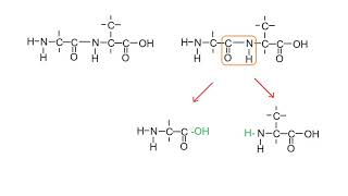 samenvatting havo biochemie [upl. by Htiffirg]