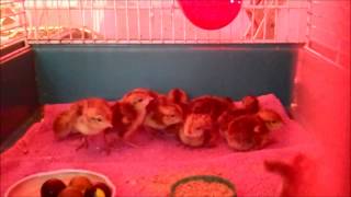 Day Old Mexican Speckled Bobwhite Quail Chicks [upl. by Darlleen774]