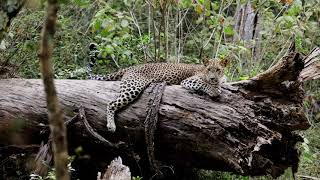 Leopard cub resting on a tree  Wilpattu National Park [upl. by Zicarelli]