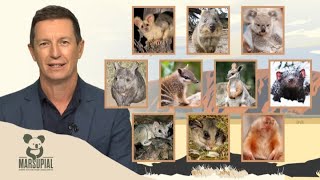 Marsupial Of The Year Top Ten Revealed [upl. by Llessur]