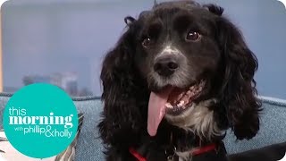 Firefighting Dog Searches the Studio for Fire Hazards  This Morning [upl. by Ylsew]