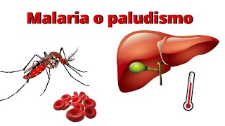 Malaria o paludismo ¿qué es la malaria o paludismo síntomas tratamiento ciclo de vida [upl. by Proulx438]