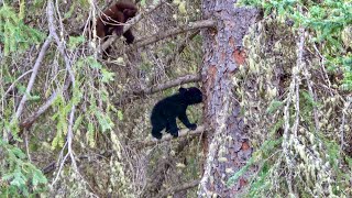 Wildlife in Jasper National Park [upl. by Akinehc]