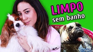 COMO MANTER O CACHORRO LIMPO SEM DAR BANHO [upl. by Anilak264]