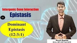 Genetics Gene Interaction Epistasis Dominant Epistasis 1231 ratio BSc amp MSc Zoology [upl. by Airahcaz47]