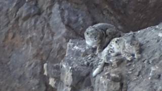 A New Years Snow Leopard Encounter in India [upl. by Assenov]